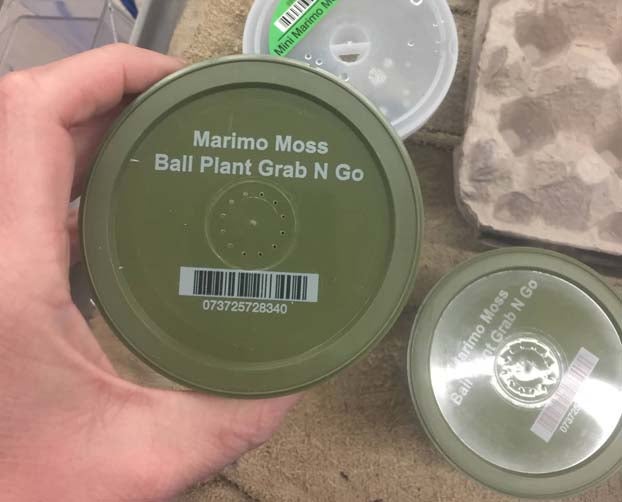 Zebra mussels found in aquarium moss balls sold in Montana