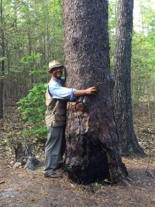 North Carolina longleaf pines its history and future